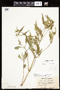 Bidens connata image