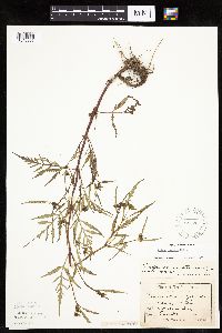 Bidens connata image
