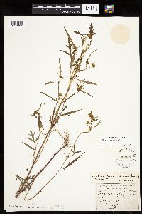 Bidens connata image