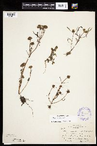 Bidens connata image