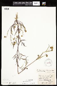 Bidens connata image