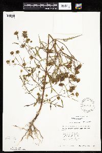 Bidens connata image
