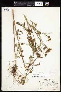 Bidens connata image