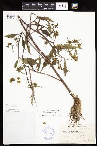 Bidens connata image