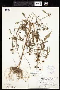 Bidens connata image