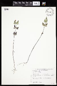 Image of Bidens discoidea