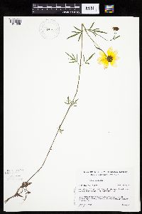 Bidens trichosperma image