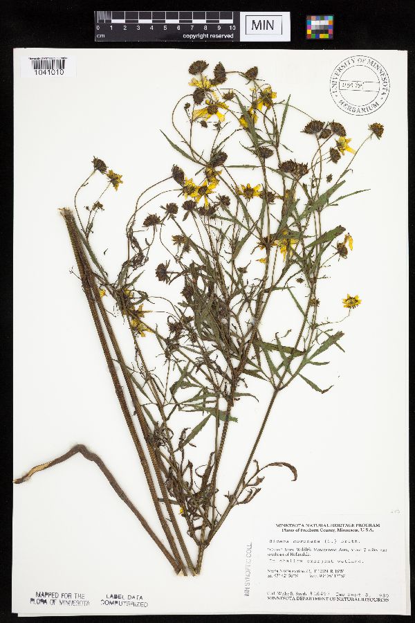 Bidens trichosperma image