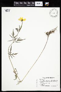 Bidens trichosperma image
