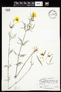 Bidens trichosperma image