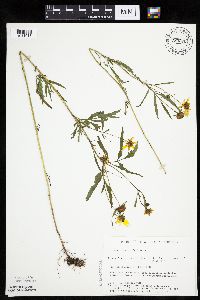 Bidens trichosperma image