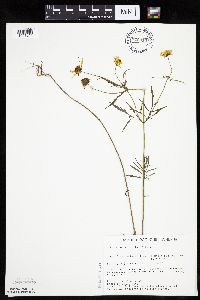 Bidens trichosperma image