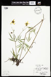 Bidens trichosperma image