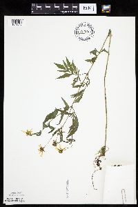 Bidens trichosperma image