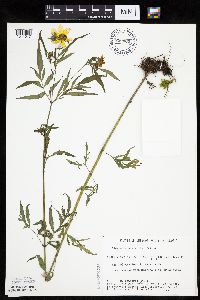 Bidens trichosperma image