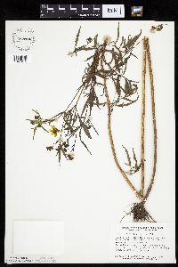 Bidens trichosperma image
