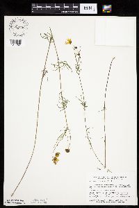 Bidens trichosperma image
