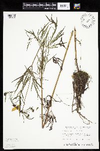 Bidens trichosperma image