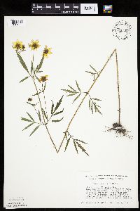 Bidens trichosperma image