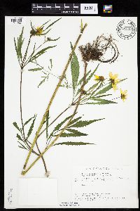 Bidens trichosperma image