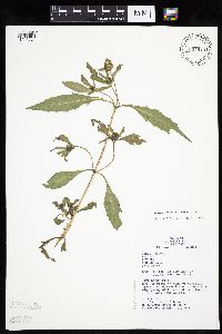 Bidens tripartita image