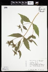 Bidens tripartita image
