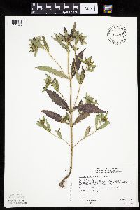 Image of Bidens tripartita