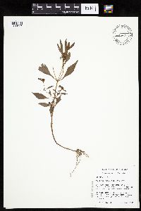 Bidens tripartita image