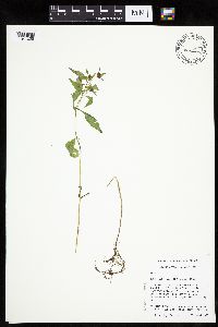 Bidens tripartita image
