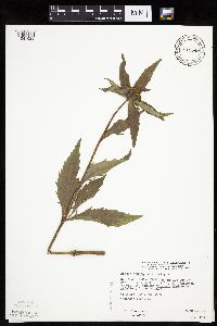 Bidens tripartita image