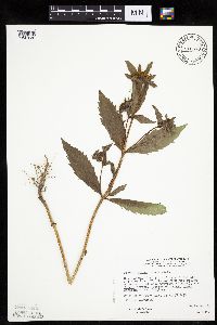 Bidens tripartita image
