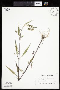 Bidens tripartita image
