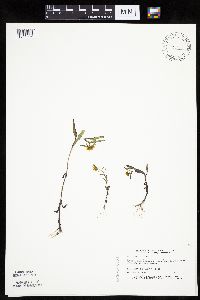 Bidens tripartita image