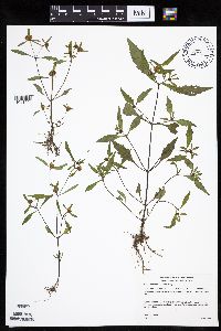 Bidens tripartita image
