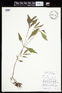 Bidens tripartita image