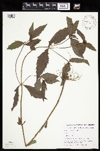 Bidens tripartita image