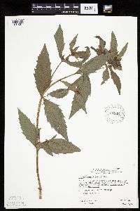 Bidens tripartita image