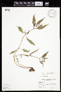 Bidens tripartita image