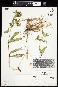 Bidens tripartita image
