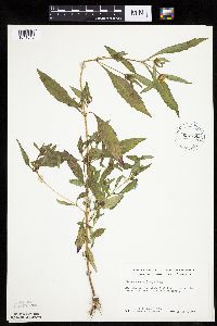 Bidens tripartita image