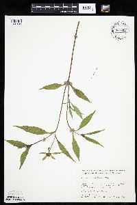 Bidens tripartita image
