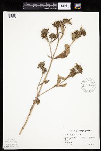 Bidens tripartita image