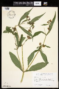Bidens tripartita image