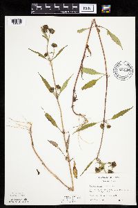 Bidens tripartita image