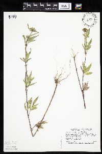 Bidens vulgata image