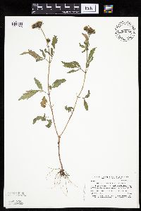 Image of Bidens vulgata