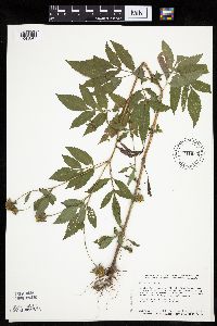 Bidens vulgata image