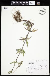 Bidens vulgata image