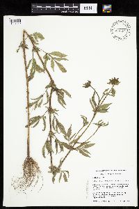 Bidens vulgata image