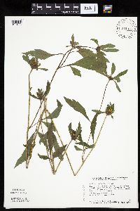 Bidens vulgata image